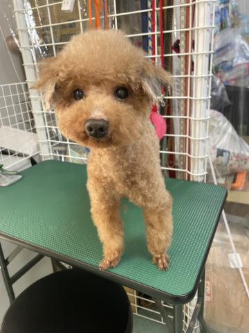 トイ・プードル レイン